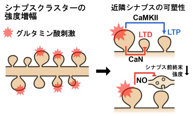 標的シナプスクラスターの学習刺激が誘導する近隣シナプス可塑性の特徴の図