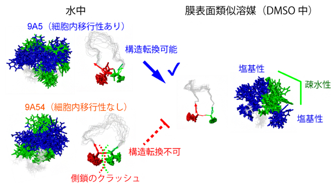 細胞内移行性を決定する環状ペプチドの構造転換の図