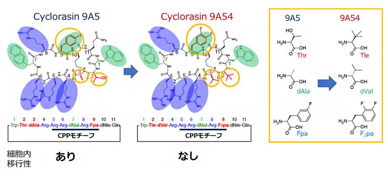 図1 解析に用いた細胞内移行性の異なるCyclorasinペプチド