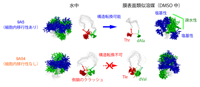 図2 細胞内移行性を決定する環状ペプチドの構造転換