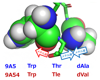 図3 細胞内移行性を示す9A5のターン構造