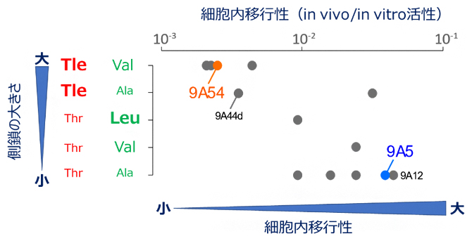 図4 側鎖の大きさが決める構造的な柔軟性と細胞内移行性
