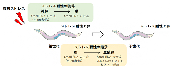 Small RNAを介した子孫へのストレス耐性の継承メカニズムの図