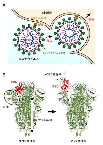 新型コロナウイルスSARS-CoV-2の感染メカニズムの図