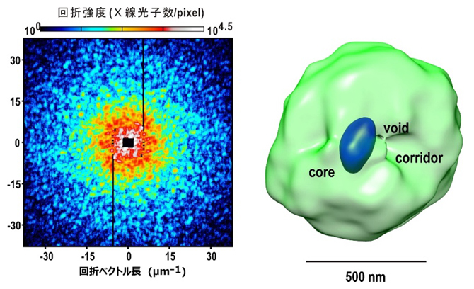 シアノバクテリアからのX線回折パターンと三次元再構成された電子密度図の画像