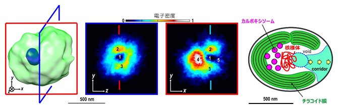 再構成されたシアノバクテリア内部の三次元電子密度分布と予想される普遍的構造の図