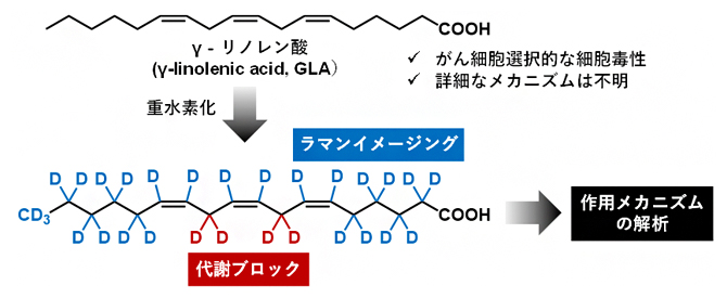 重水素の二つの機能を利用したγ-リノレン酸の作用メカニズム解析の図