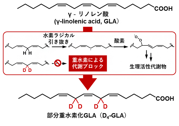 重水素化によるγ-リノレン酸(GLA)の代謝チューニングの図