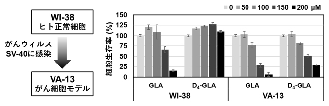 GLAのがん細胞選択的な細胞毒性と重水素化による影響の図