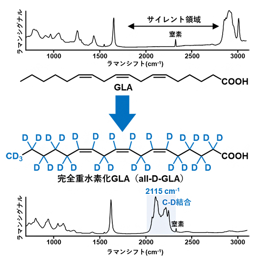 GLAと完全重水素化GLA(all-D-GLA)のラマンスペクトルの図