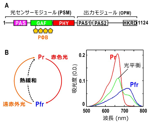 フィトクロムAの機能ドメイン配置と光反応の図