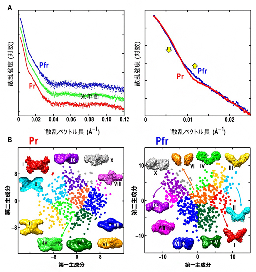 フィトクロムAのX線小角散乱プロファイルと推定構造の選択の図