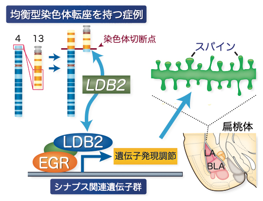 本研究において提案する統合失調症発症に関わるメカニズムの図