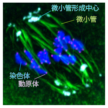 マウス卵母細胞における紡錘体の図