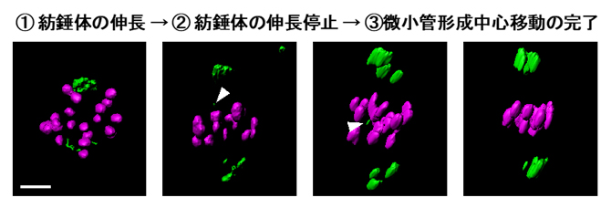 紡錘体が二極性を獲得する三つのステップの図