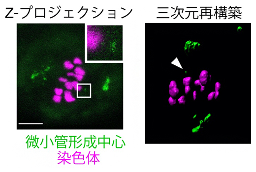 紡錘体伸長後の微小管形成中心（緑）と染色体（マゼンタ）の図