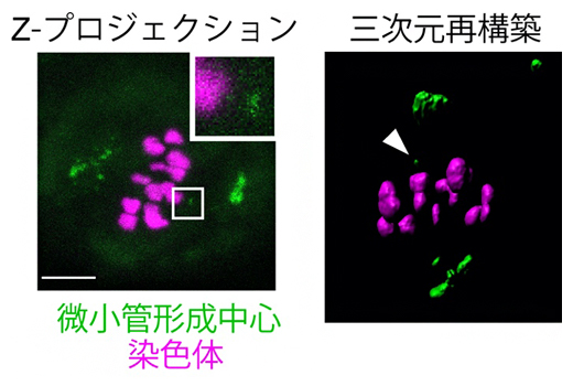 紡錘体伸長後の微小管形成中心(緑)と染色体(マゼンタ)の図