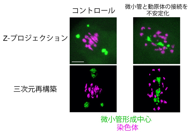 紡錘体の形と機能を調整する微小管と動原体の接続の図