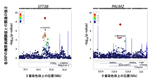 本研究で明らかになった糖尿病網膜症と関連する二つのゲノム領域の図