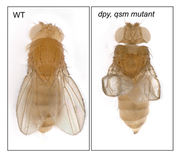 正常型ショウジョウバエ（左）と腱と翅の形成が正常に進まないdumpy, qsm二重変異体の図