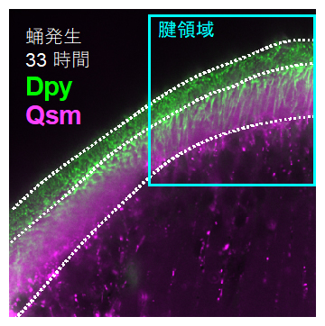 DumpyとQsmの動態の図