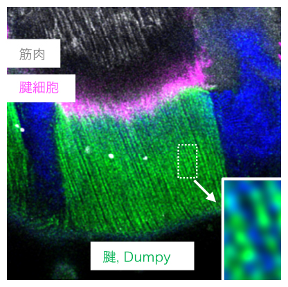 Dumpy繊維の周期的配列構造の図