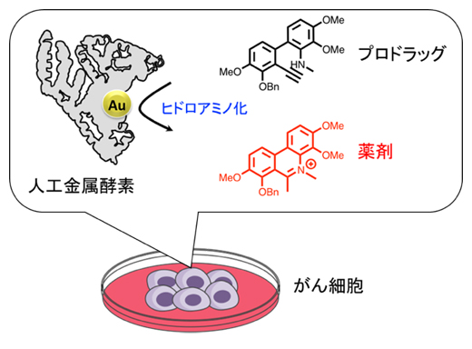 アルブミンと金触媒からなる人工金属酵素を用いたがん細胞での薬剤合成の図