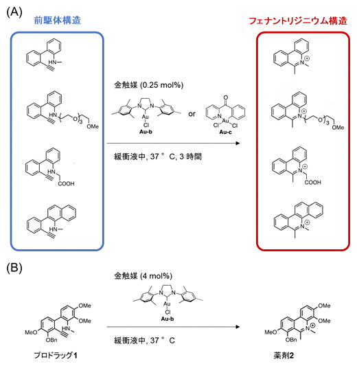 金触媒によるフェナントリジニウム構造の構築の図