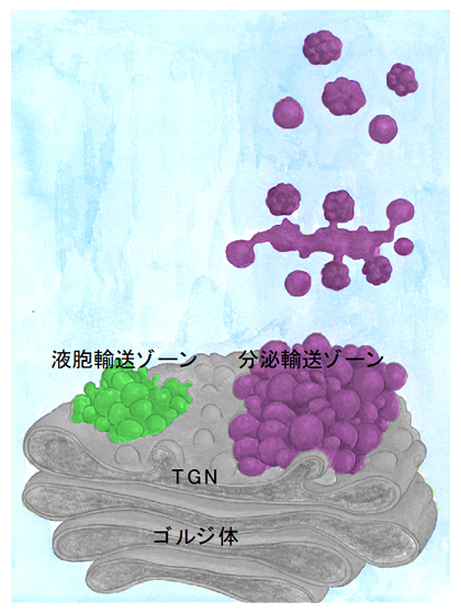 TGNに相互排他的に存在する「輸送ゾーン」の模式図の画像