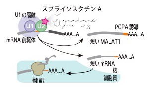 スプライソスタチンAによるMALAT1と一部のmRNAの未成熟切断およびポリA付加誘導の図