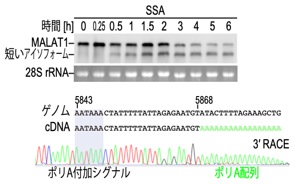 MALAT1の未成熟切断およびポリA付加による短いアイソフォームの出現の図