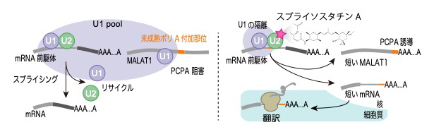 通常のスプライシング（左）とスプライソスタチンAによるPCPA誘導（右）の図