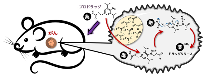 アジド-アクロレイン環化付加反応により、マウスのがん組織で抗がん活性分子を放出するの図