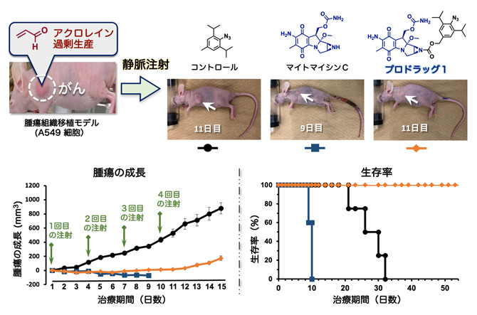 肺がん移植マウスの腫瘍内注射によるがん治療実験の図