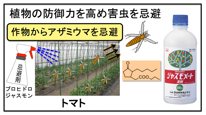 新たな害虫忌避剤によるアザミウマ類防除の図