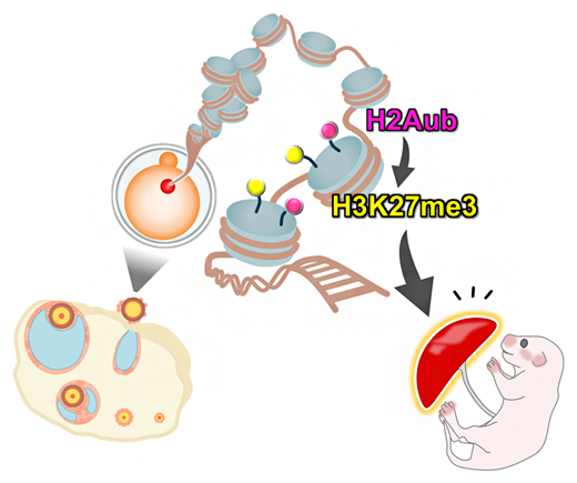 卵から胎盤に母性伝承されるヒストン修飾H3K27me3の確立と維持にはH2Aubが必要であるの図
