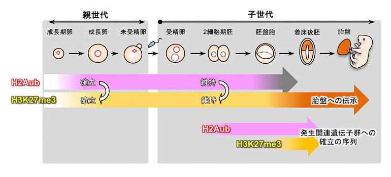 卵形成（親世代）から胚発生（子世代）のH2AubとH3K27me3の動態の概要の図