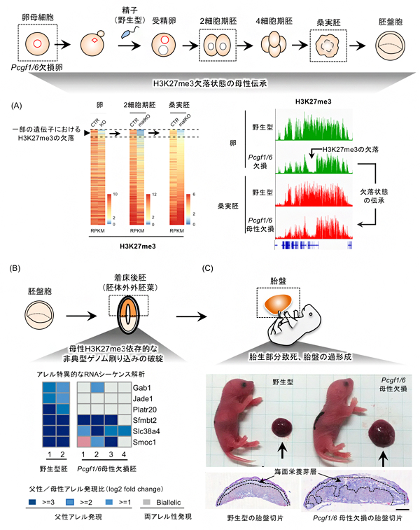 Pcgf1/6母性欠損胚(Pcgf1/6欠損卵と野生型の精子を受精させた胚)の表現型の一部の図