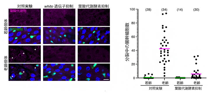 腸幹細胞の老化と葉酸代謝物の蓄積の図