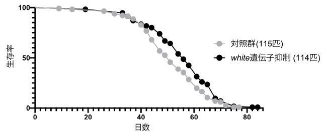 腸幹細胞特異的なwhite遺伝子の抑制による寿命を伸ばす効果の図