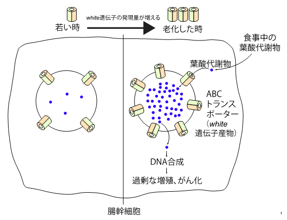 老化に伴う葉酸代謝物の蓄積とがん化のメカニズムの図