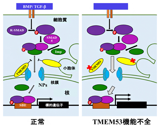 TMEM53の役割の概念図の画像