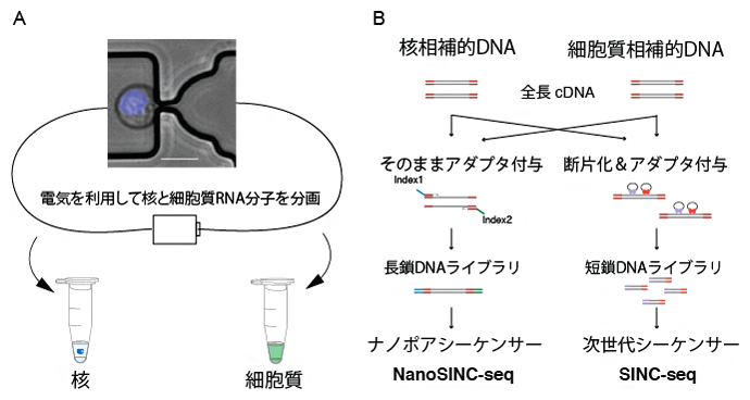 従来のSINC-seq法と今回開発したNanoSINC-seq法の違いの図