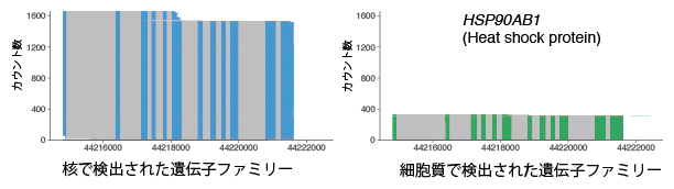 NanoSINC-seq法で検出したRNAアイソフォームの図