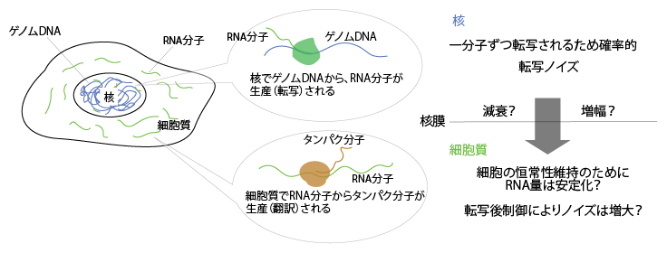 真核生物におけるRNA分子の発現制御の図