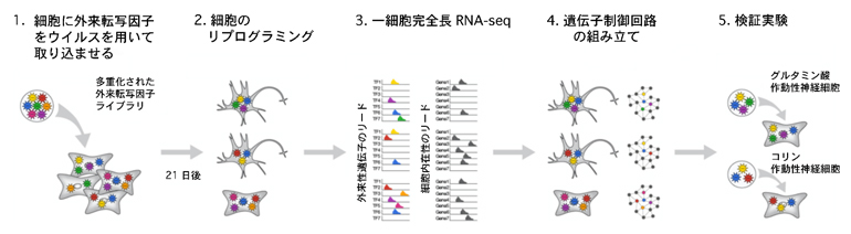 本研究で開発した一細胞解析から外来転写因子を定量する手法の図