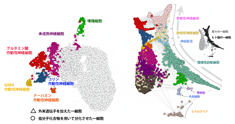 一細胞解析から見たヒト繊維芽細胞に外来転写因子導入後に誘導される神経細胞集団の図