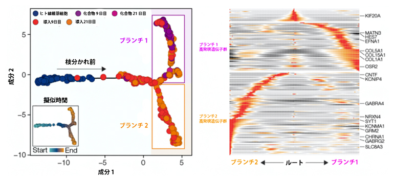 二つに枝分かれした細胞の分化過程の図