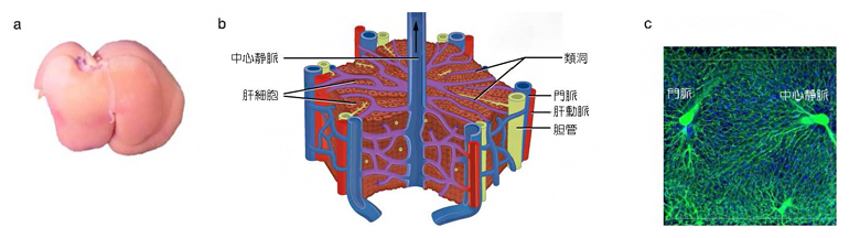 肝臓と肝小葉の構造、類洞の配置の図