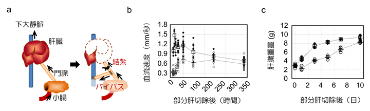 肝臓への流入血流量と肝臓の再生速度の図